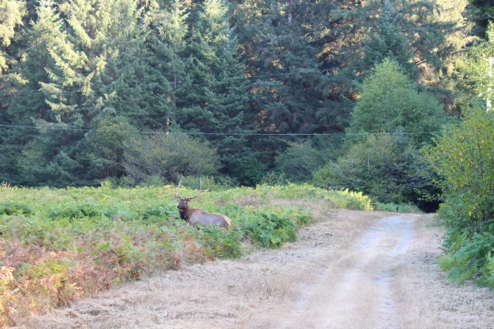 The injured male elk. We got fairly close to this one. 